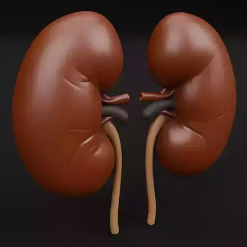 Human Anatomic Kidneys 3D model organ for 3D printing