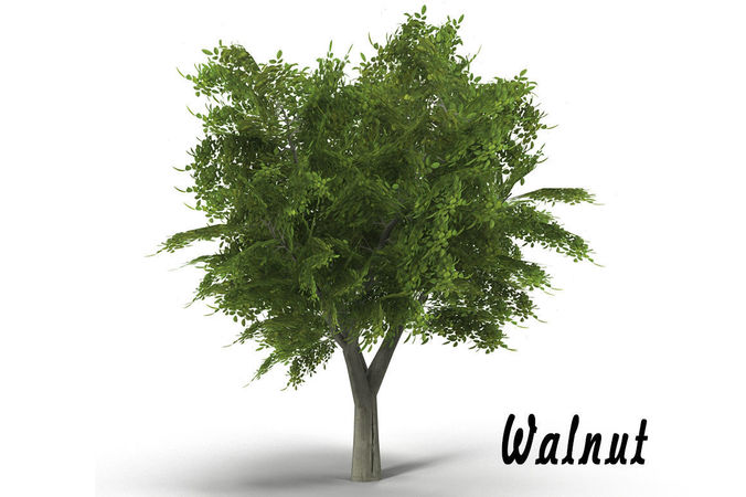 Walnut tree low poly Low-poly 3D model