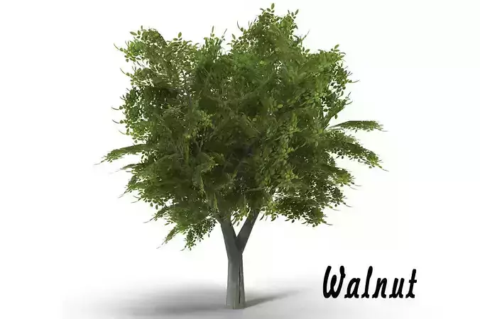 Walnut tree low poly Low-poly 3D model
