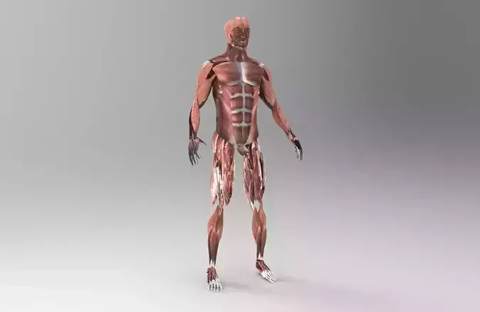 Muscular System  3D model