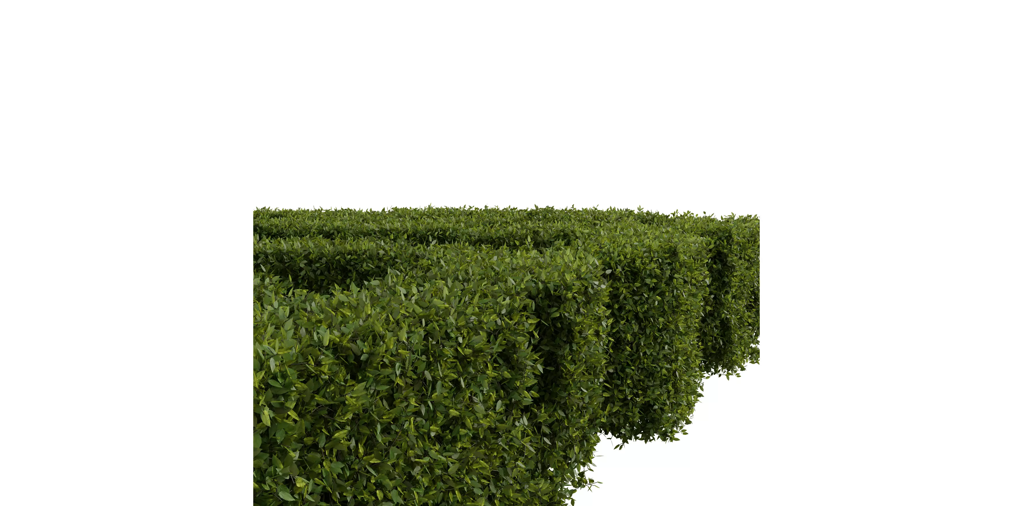 Cut Hedge 1m Free 3D model_3