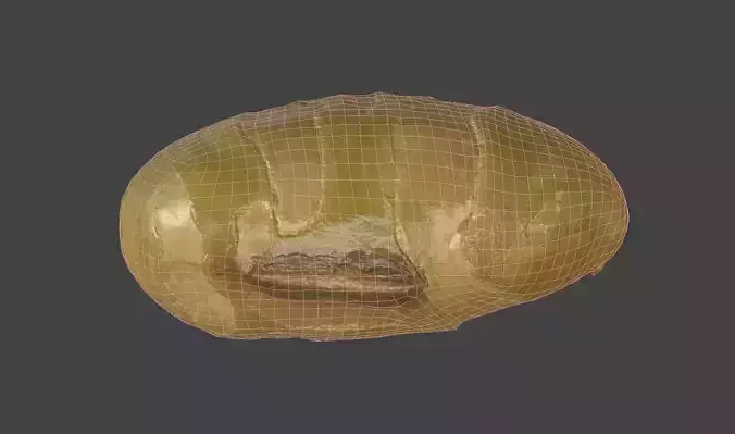 Edamame Bean 3D model 7