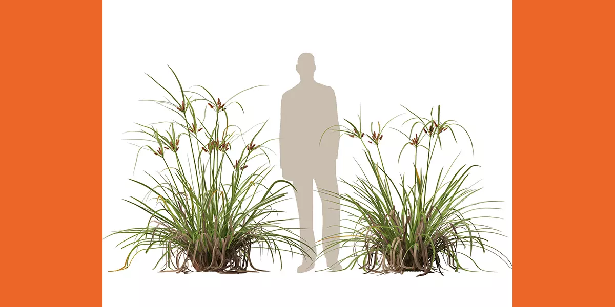 Highpoly Low Poly Cyperus ustulatus Giant Umbrell Free low-poly 3D model_7