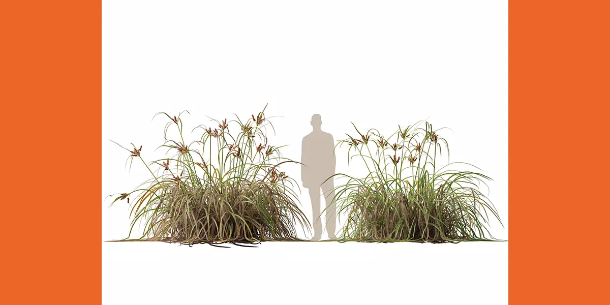 Highpoly Low Poly Cyperus ustulatus Giant Umbrell Free low-poly 3D model_5