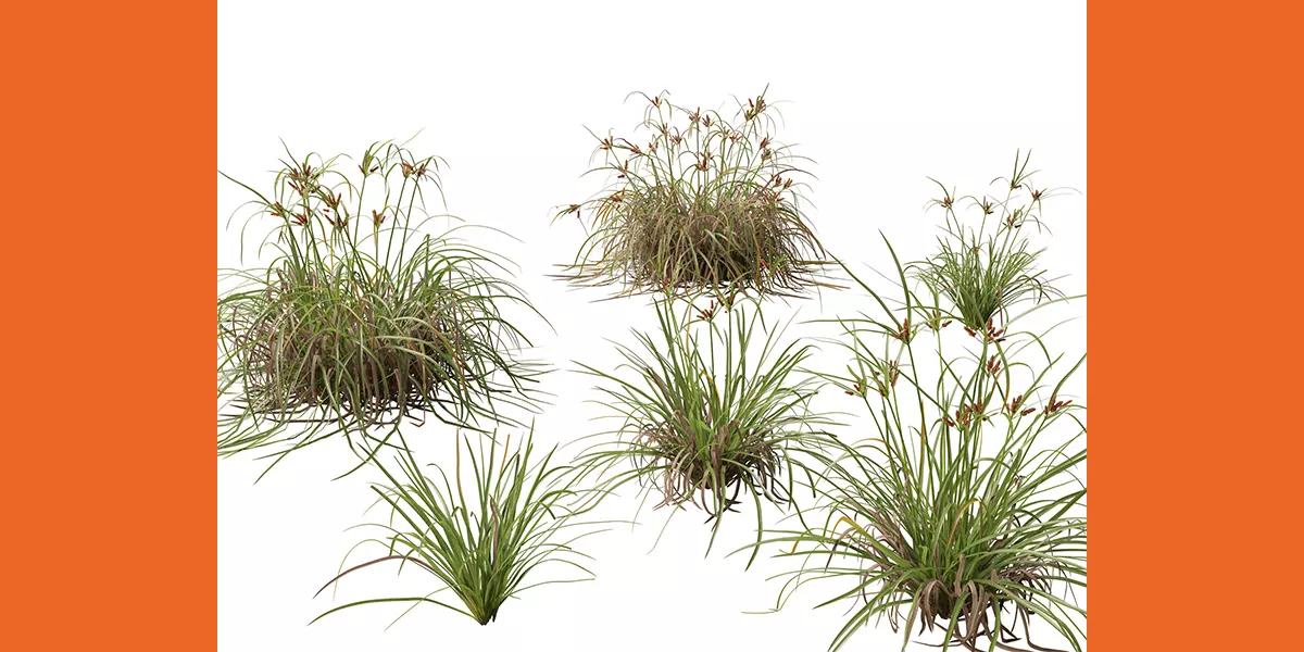 Highpoly Low Poly Cyperus ustulatus Giant Umbrell Free low-poly 3D model_1