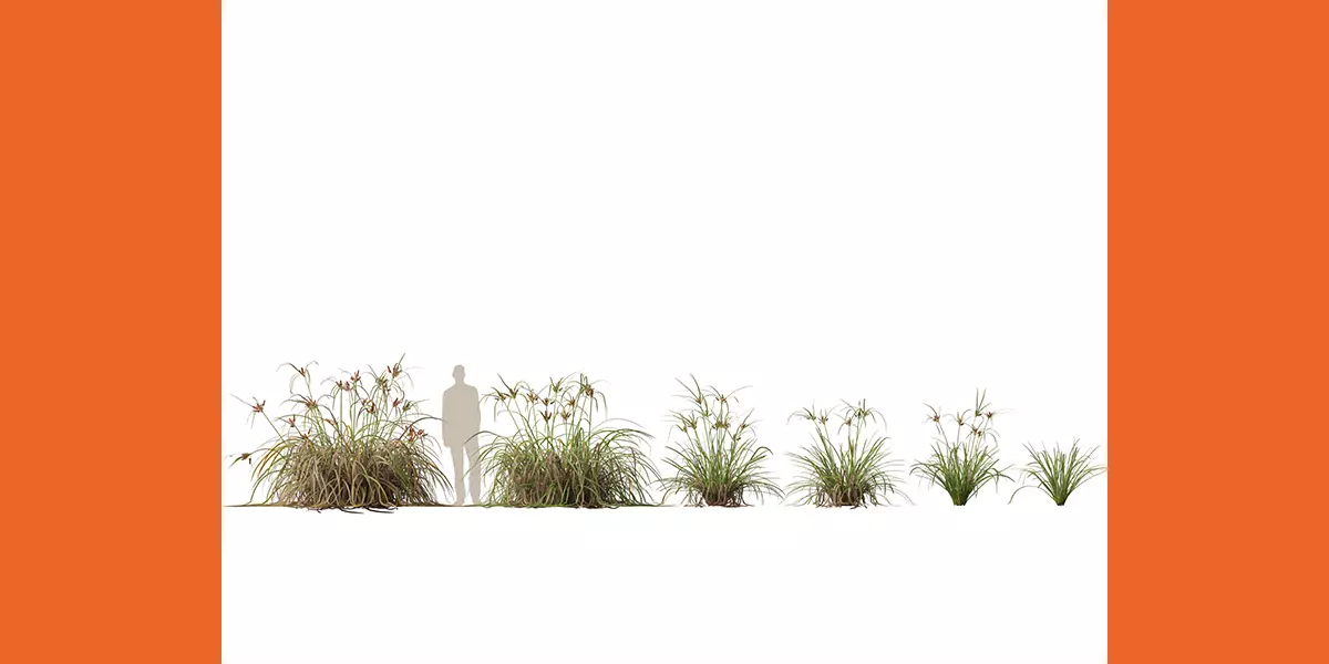 Highpoly Low Poly Cyperus ustulatus Giant Umbrell Free low-poly 3D model_3