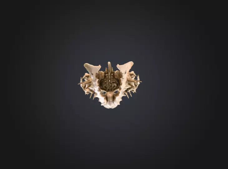 Horned Bone Revenant Low-poly 3D model_14