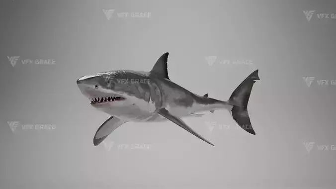 Great White Shark Animation VFX Grace
