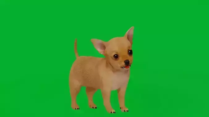 Chihuahua Puppy Dog