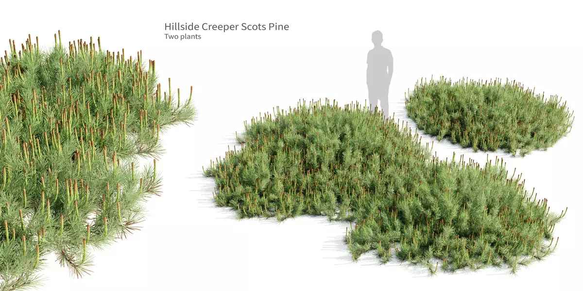 Hillside Creeper Scots Pine 2 Highpoly Realistic Trees Free low-poly 3D model_0