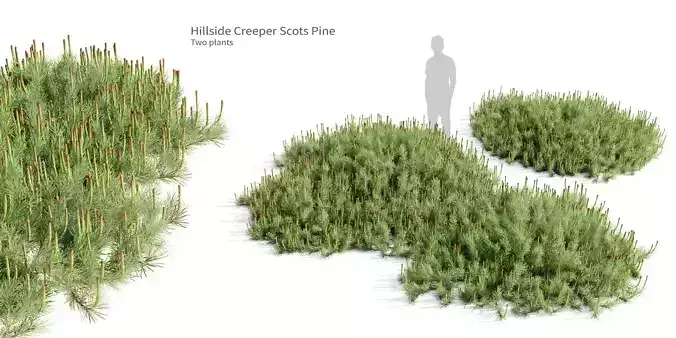 Hillside Creeper Scots Pine 2 Highpoly Realistic Trees