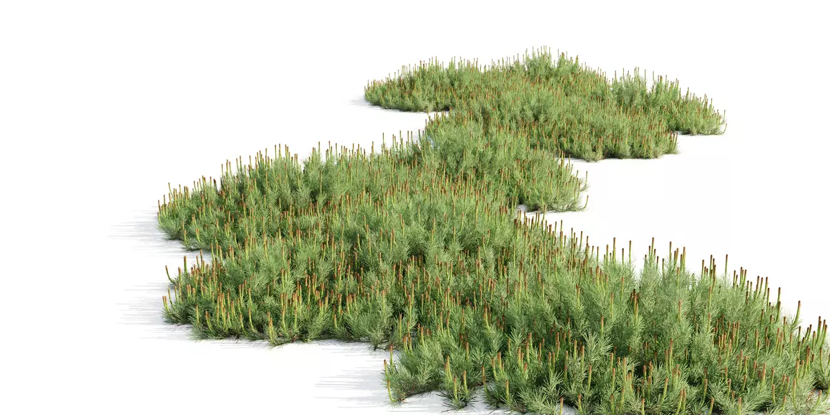 Hillside Creeper Scots Pine 2 Highpoly Realistic Trees Free low-poly 3D model_1