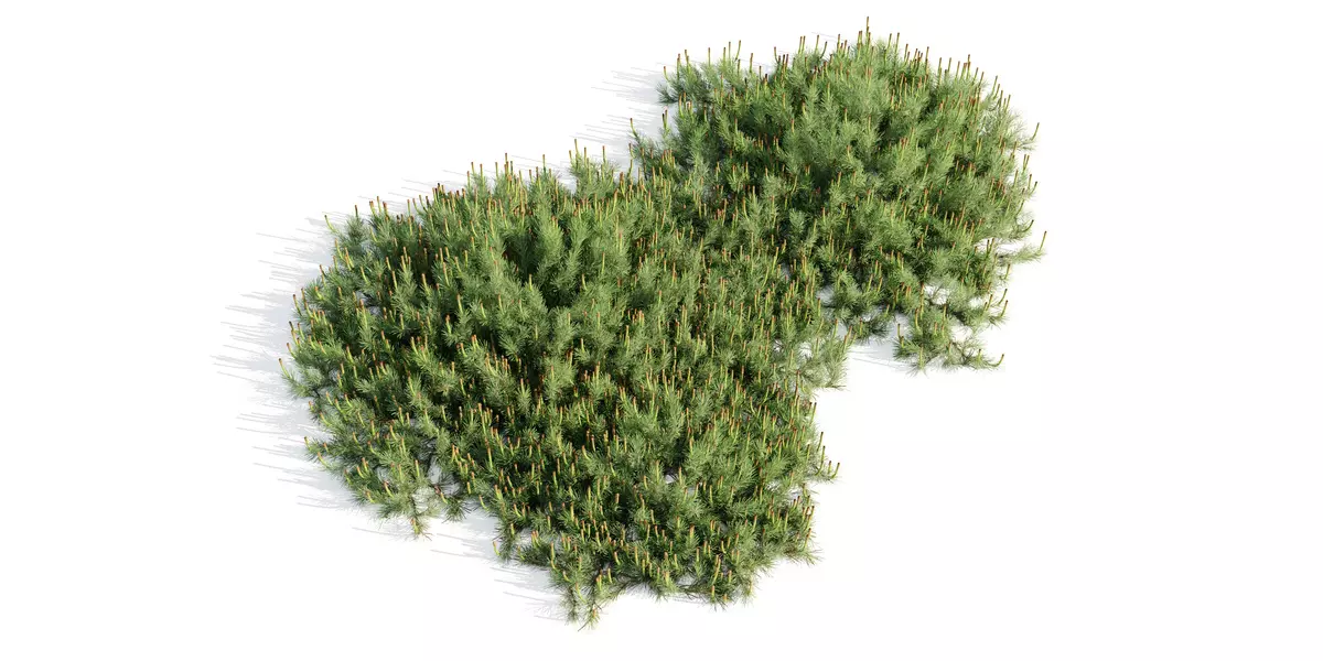 Hillside Creeper Scots Pine 2 Highpoly Realistic Trees Free low-poly 3D model_2