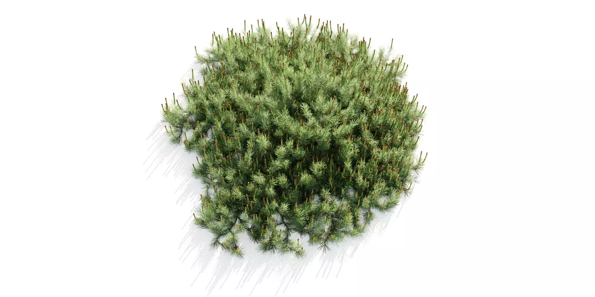 Hillside Creeper Scots Pine 2 Highpoly Realistic Trees Free low-poly 3D model_3