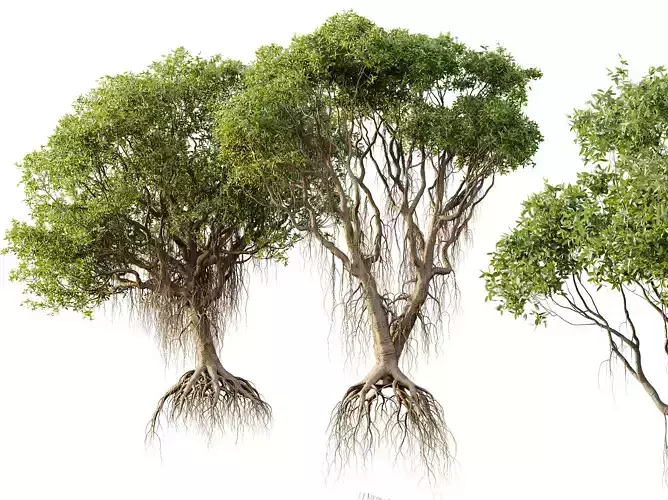 AV Mangrove Gray Avicennia Marina