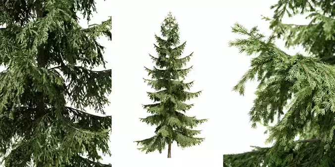 Tree pine tree Picea 8 4m