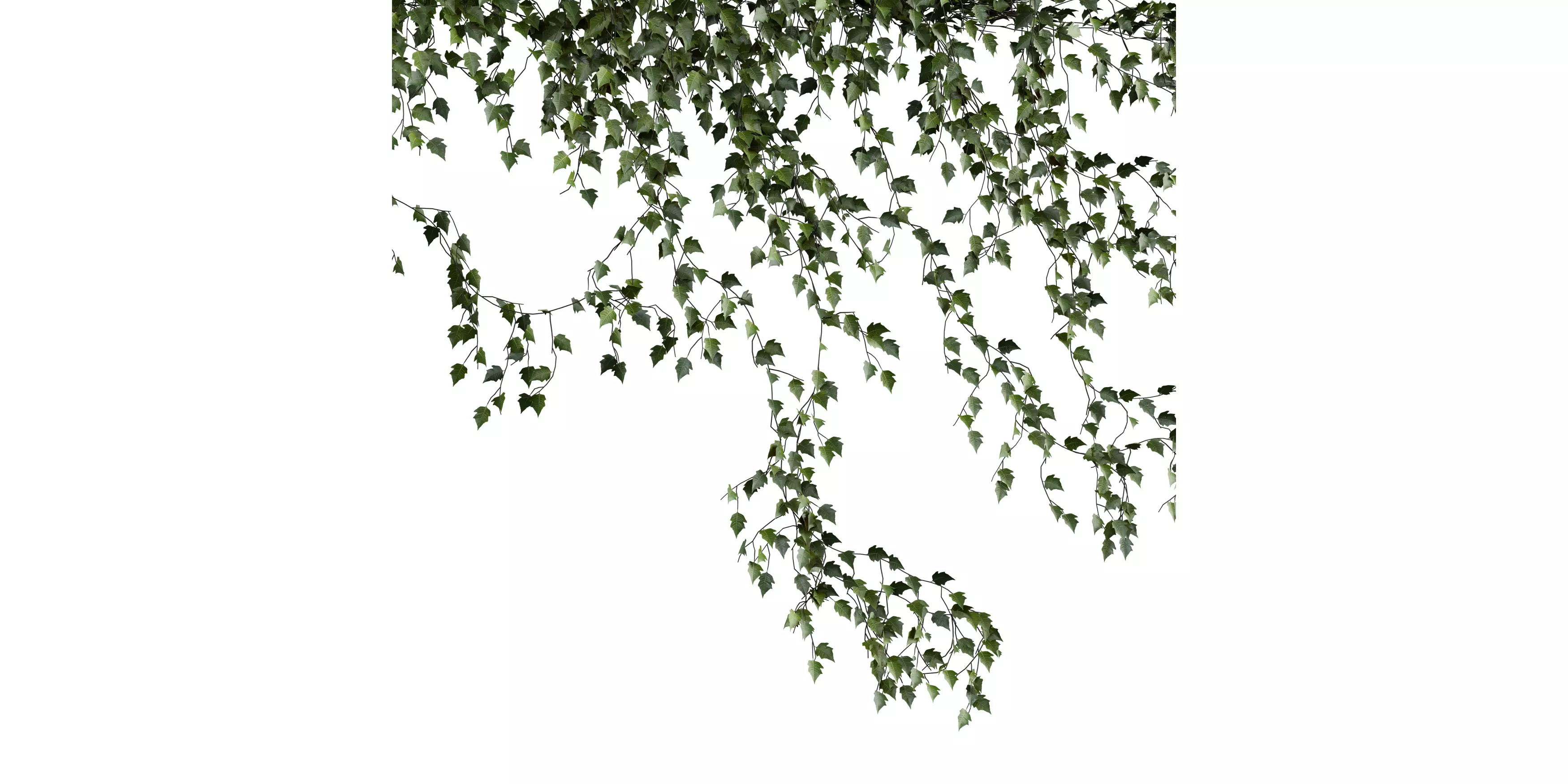 Hanging Wall Ivy 03 Free low-poly 3D model_3