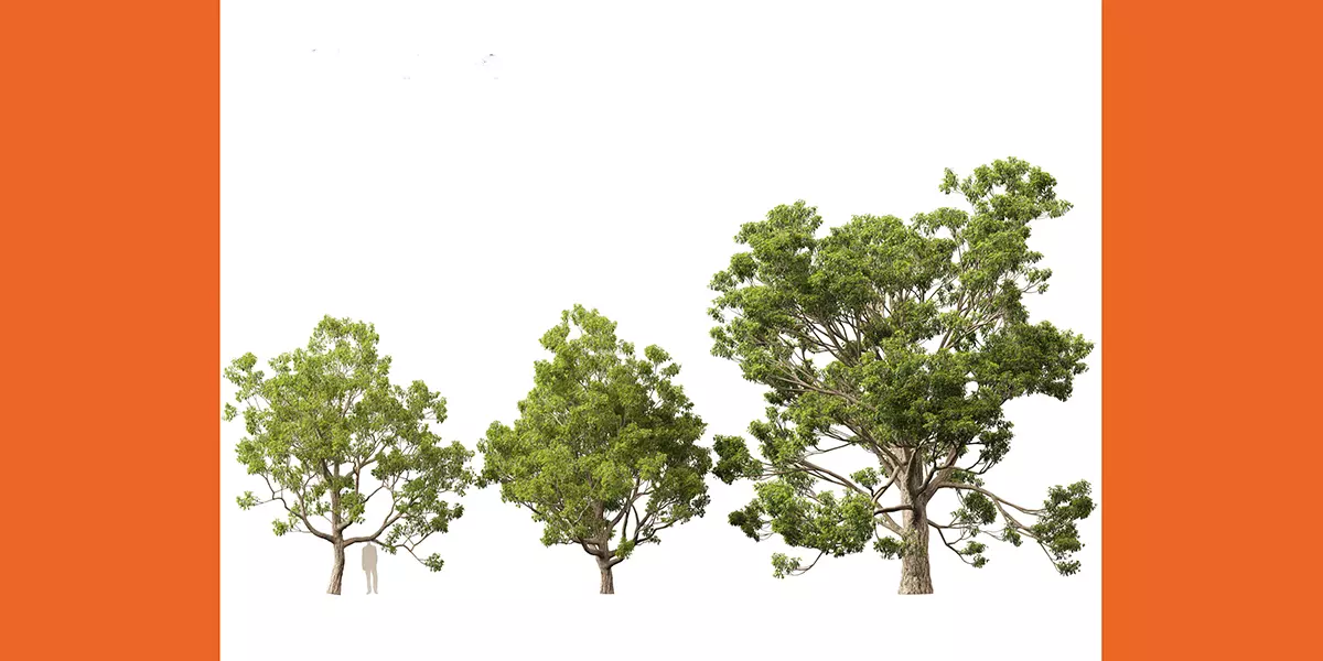 Quercus faginea Portuguese oak Free 3D model_3