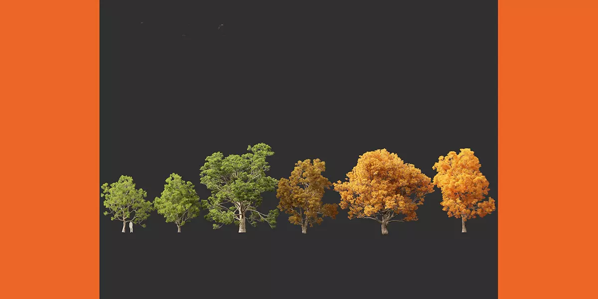 Quercus faginea Portuguese oak Free 3D model_2