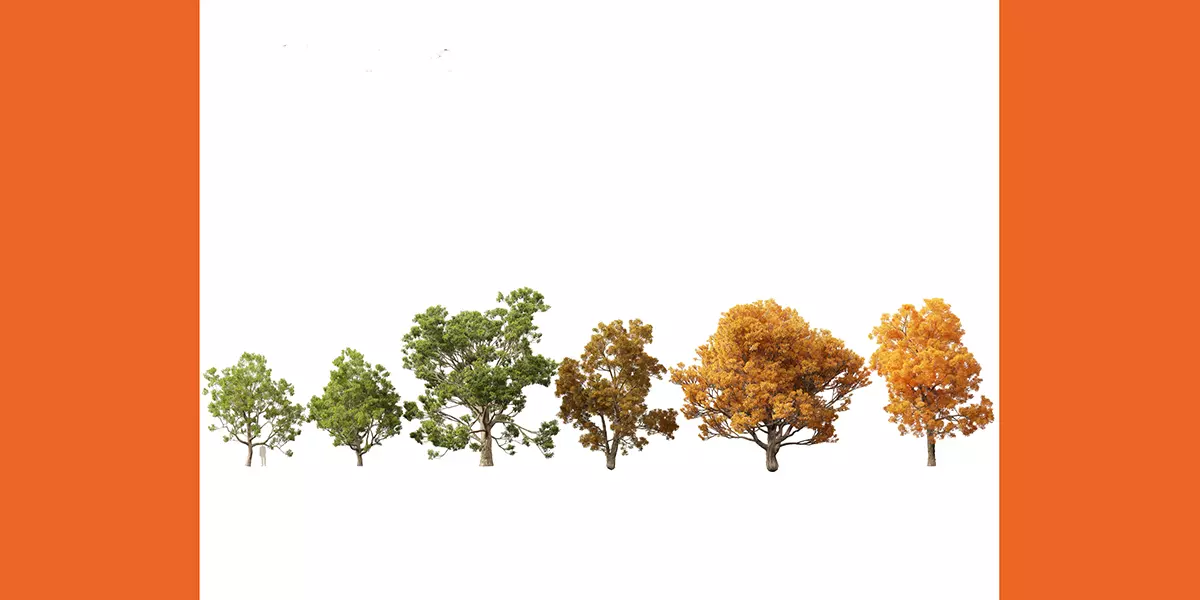 Quercus faginea Portuguese oak Free 3D model_1