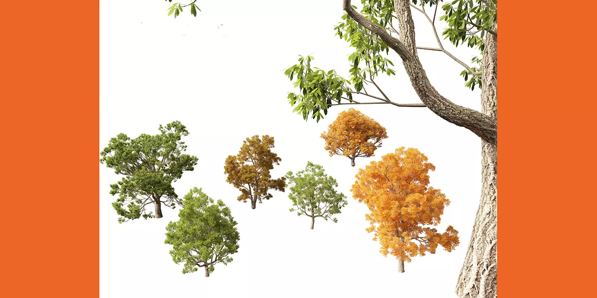 Quercus faginea Portuguese oak Free 3D model_0