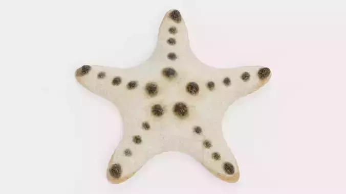 -Chocolate Chip Starfish - 