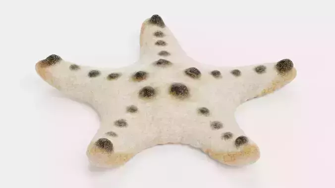 -Chocolate Chip Starfish - Rigged-