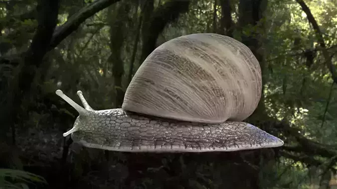 Realistic Snail 3D Model