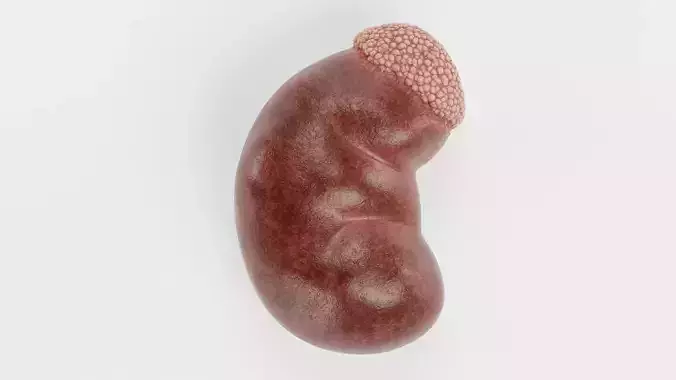 Kidney - Realistic Human Anatomy