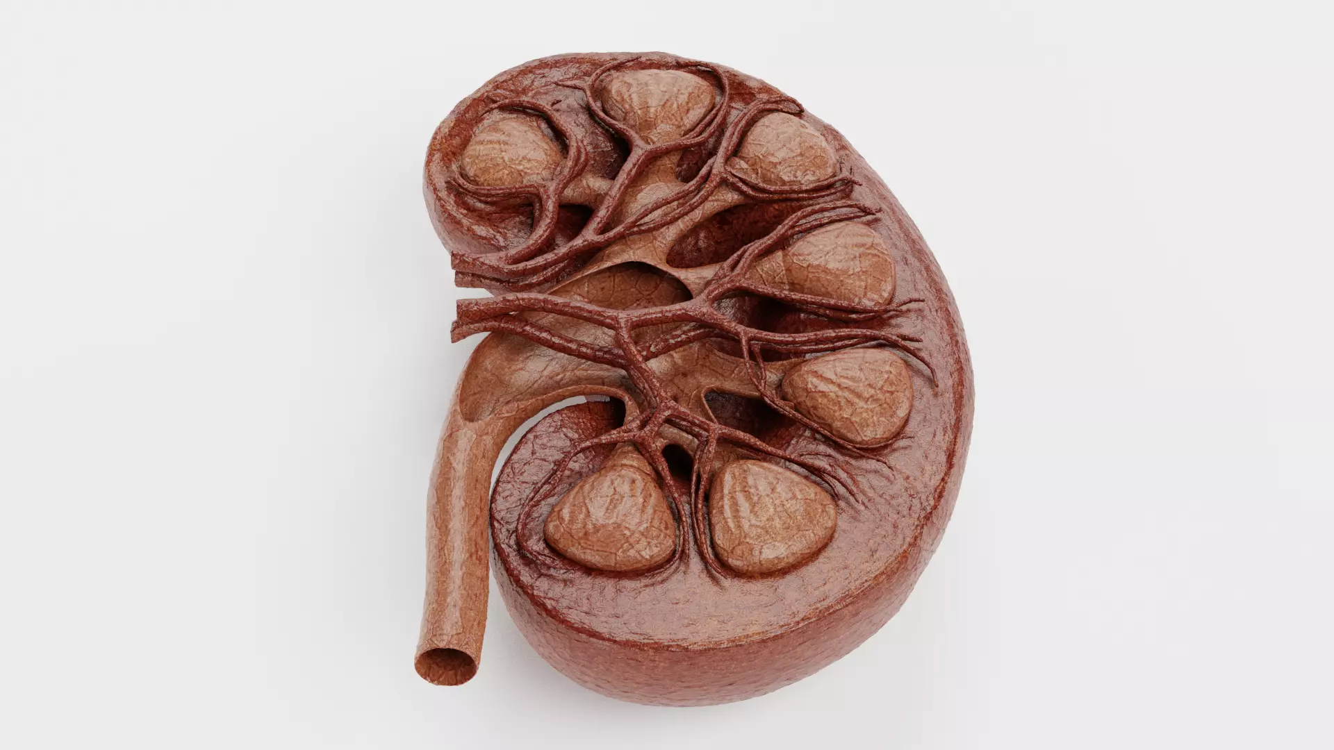 Kidney Cross-Section V2 - Realistic Human Anatomy 3D model_1