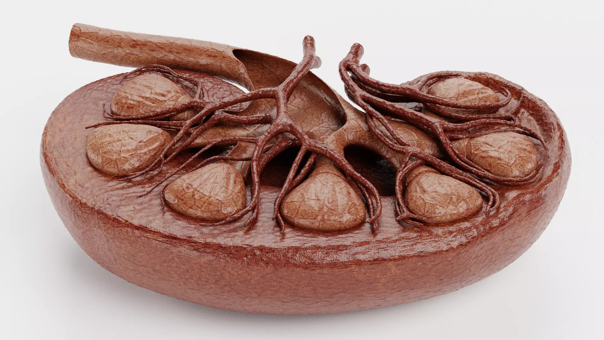 Kidney Cross-Section V2 - Realistic Human Anatomy 3D model_5