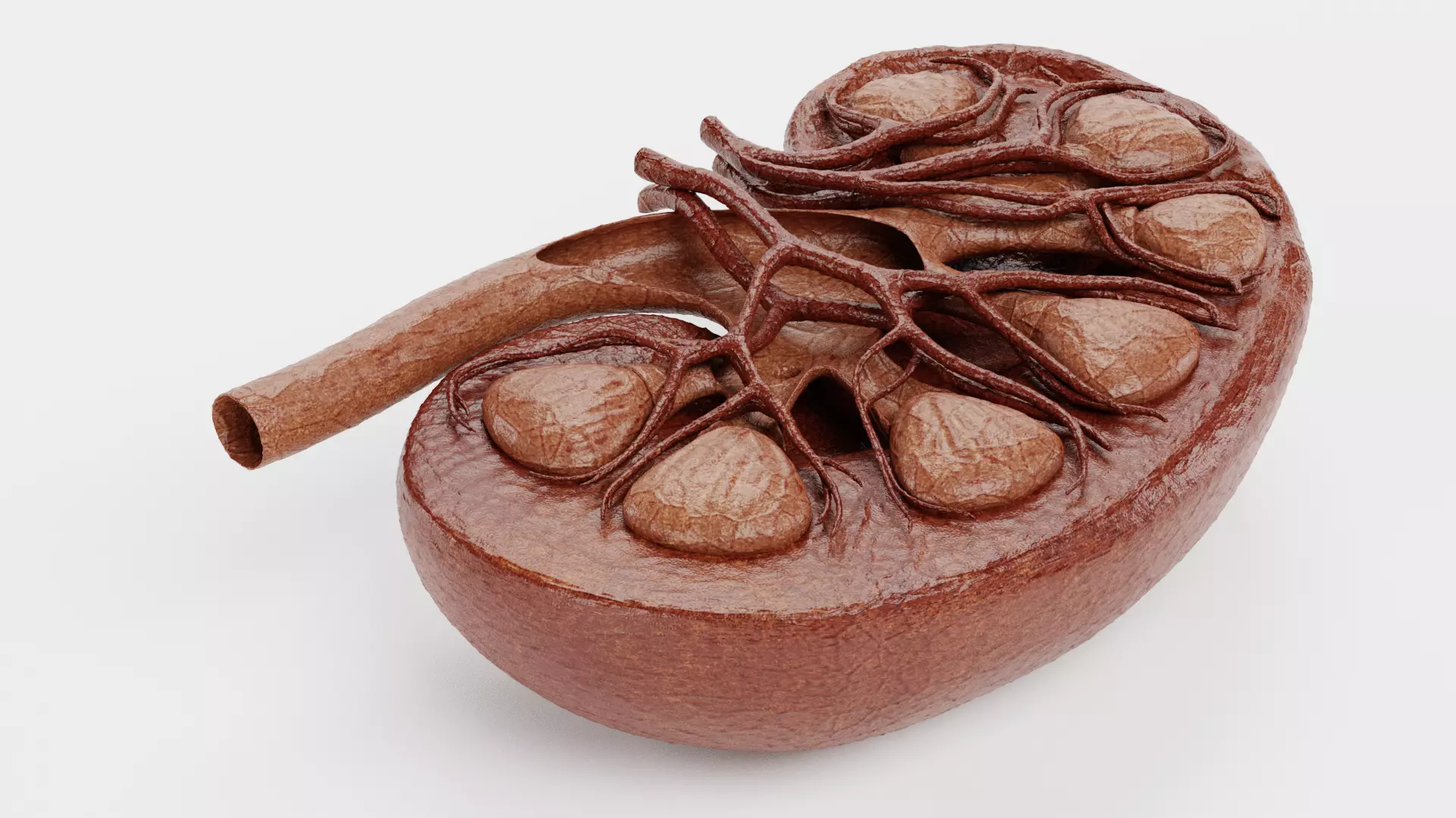 Kidney Cross-Section V2 - Realistic Human Anatomy 3D model_6