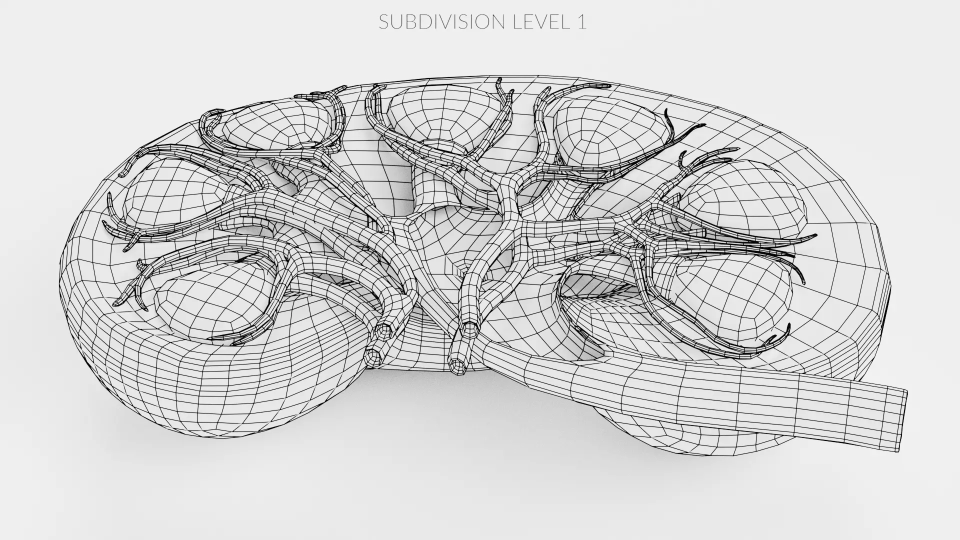 Kidney Cross-Section V2 - Realistic Human Anatomy 3D model_11