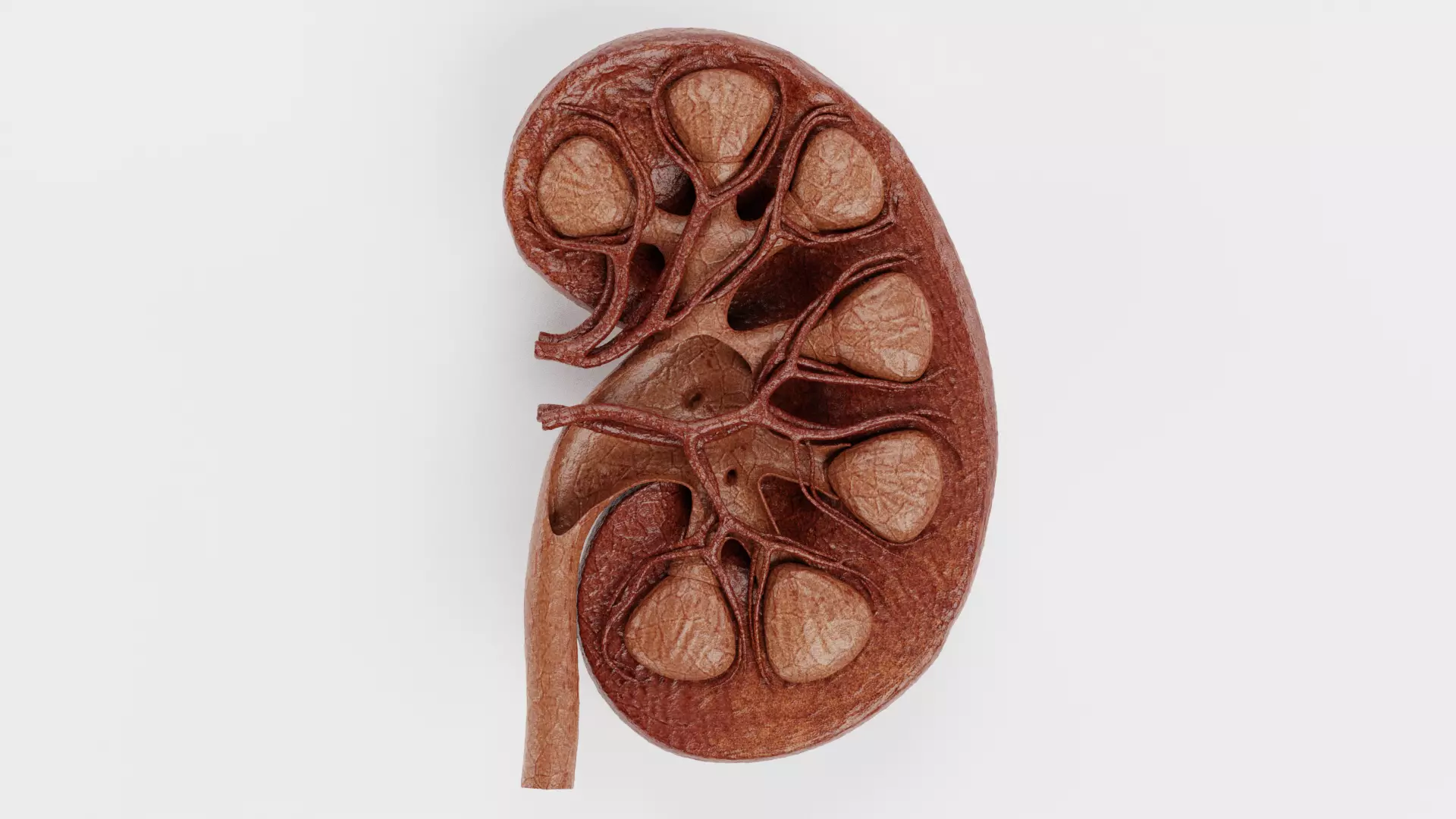 Kidney Cross-Section V2 - Realistic Human Anatomy 3D model_0