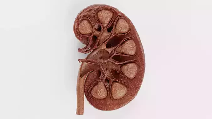 Kidney Cross-Section V2 - Realistic Human Anatomy