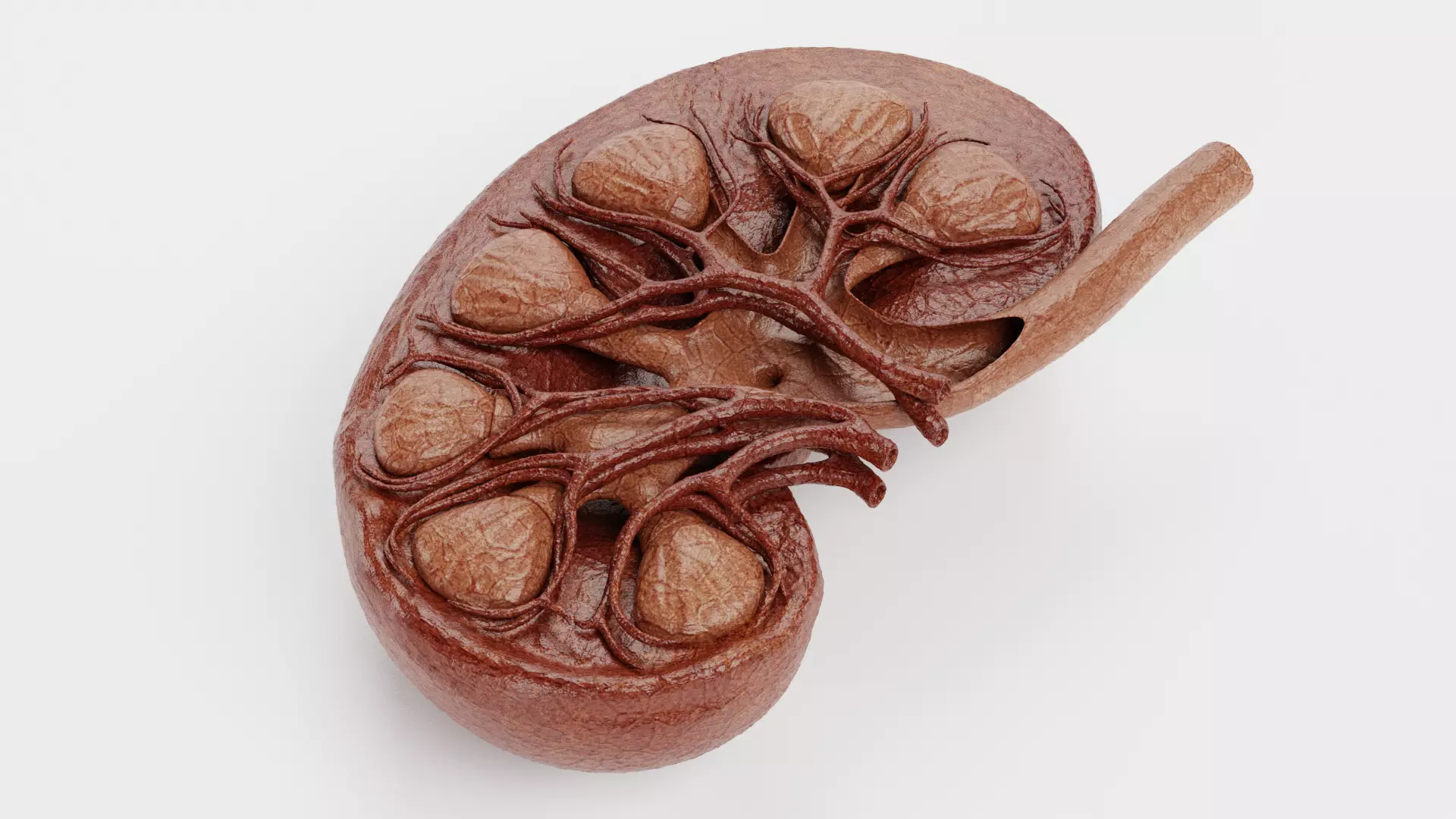 Kidney Cross-Section V2 - Realistic Human Anatomy 3D model_4