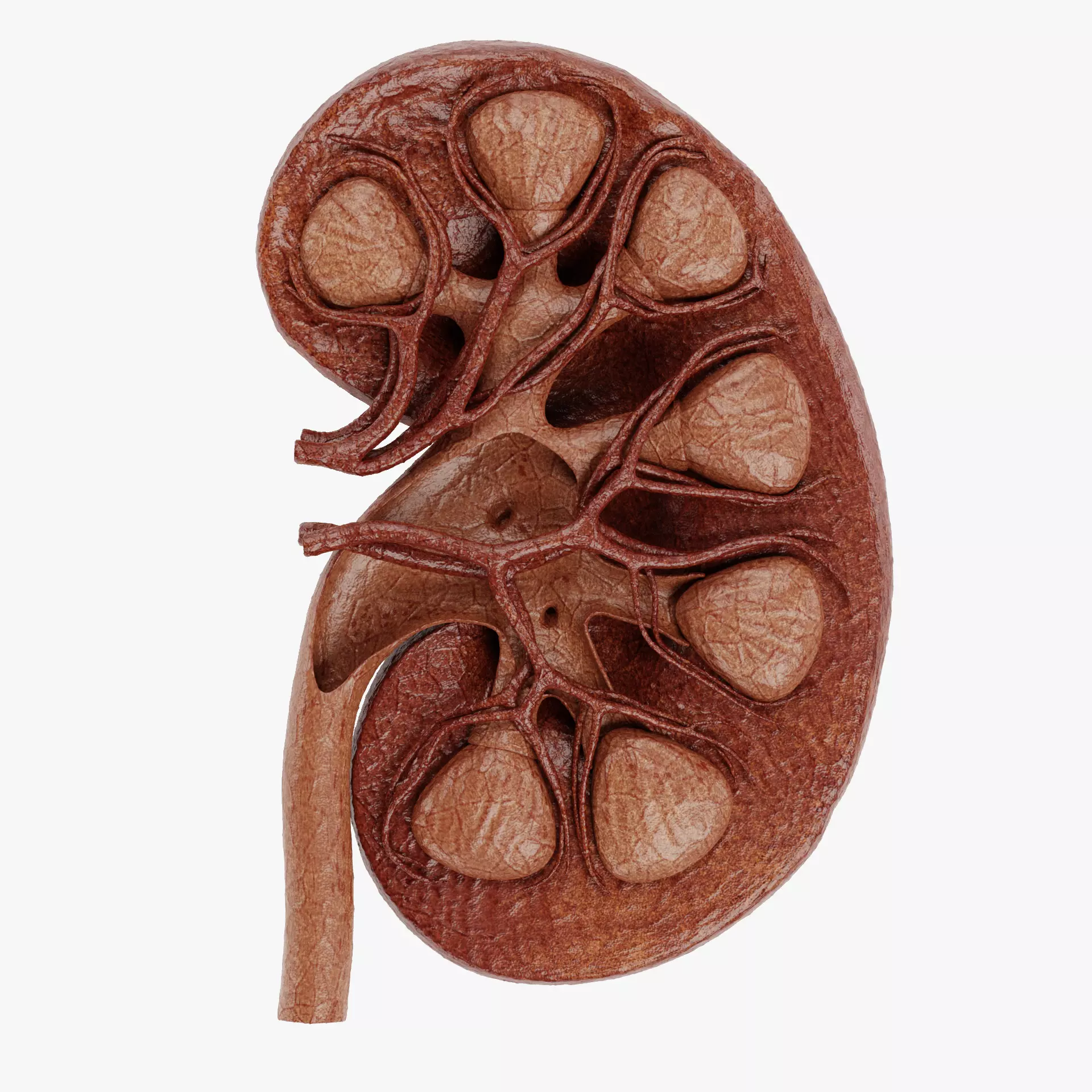 Kidney Cross-Section V2 - Realistic Human Anatomy 3D model_12