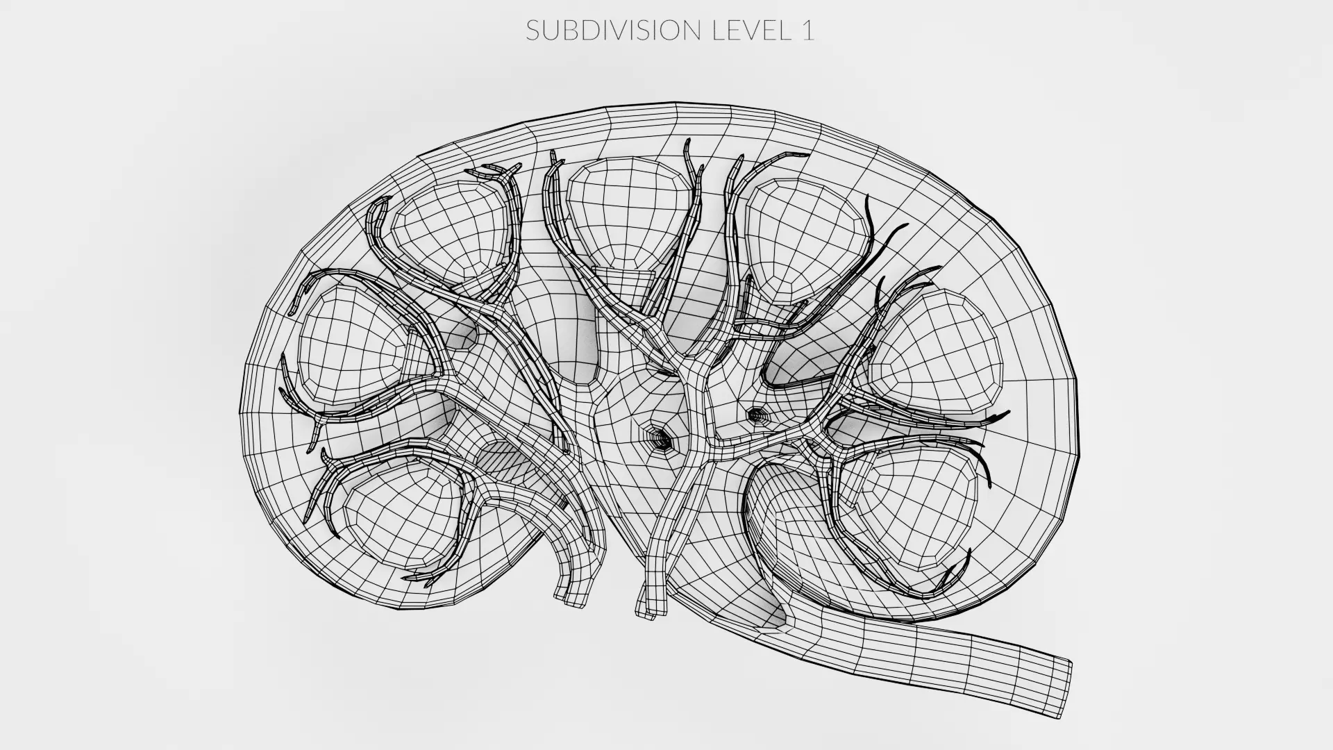 Kidney Cross-Section V2 - Realistic Human Anatomy 3D model_9
