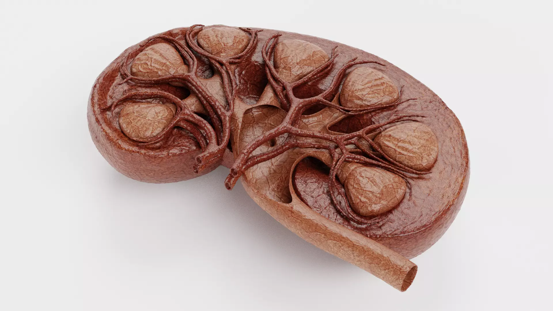 Kidney Cross-Section V2 - Realistic Human Anatomy 3D model_2