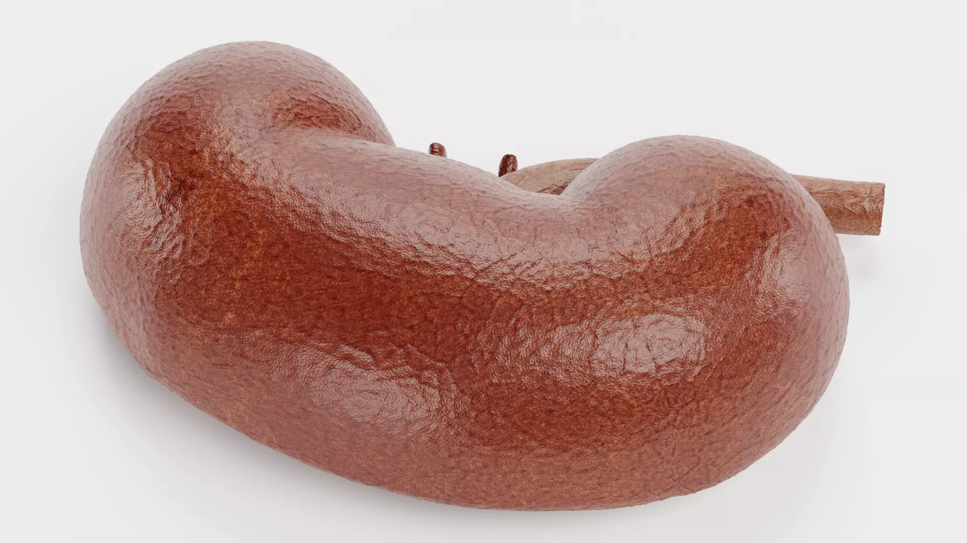 Kidney Cross-Section V2 - Realistic Human Anatomy 3D model_3