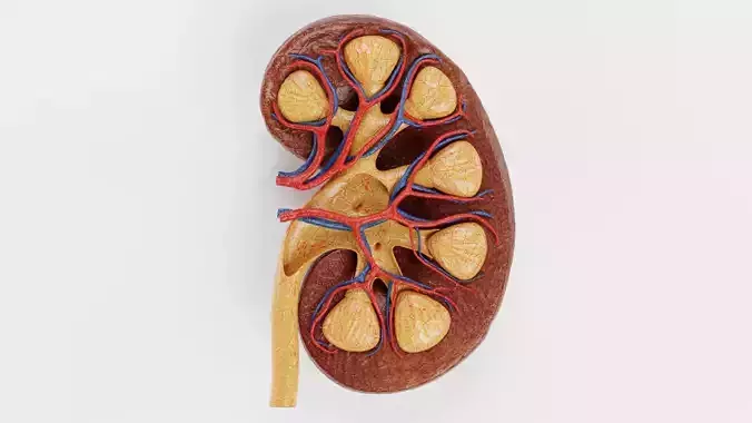 Kidney Cross-Section V3 - Realistic Human Anatomy 3D model