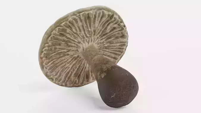 Mushroom - Organic Stylized Fungi Low-poly 3D model 2