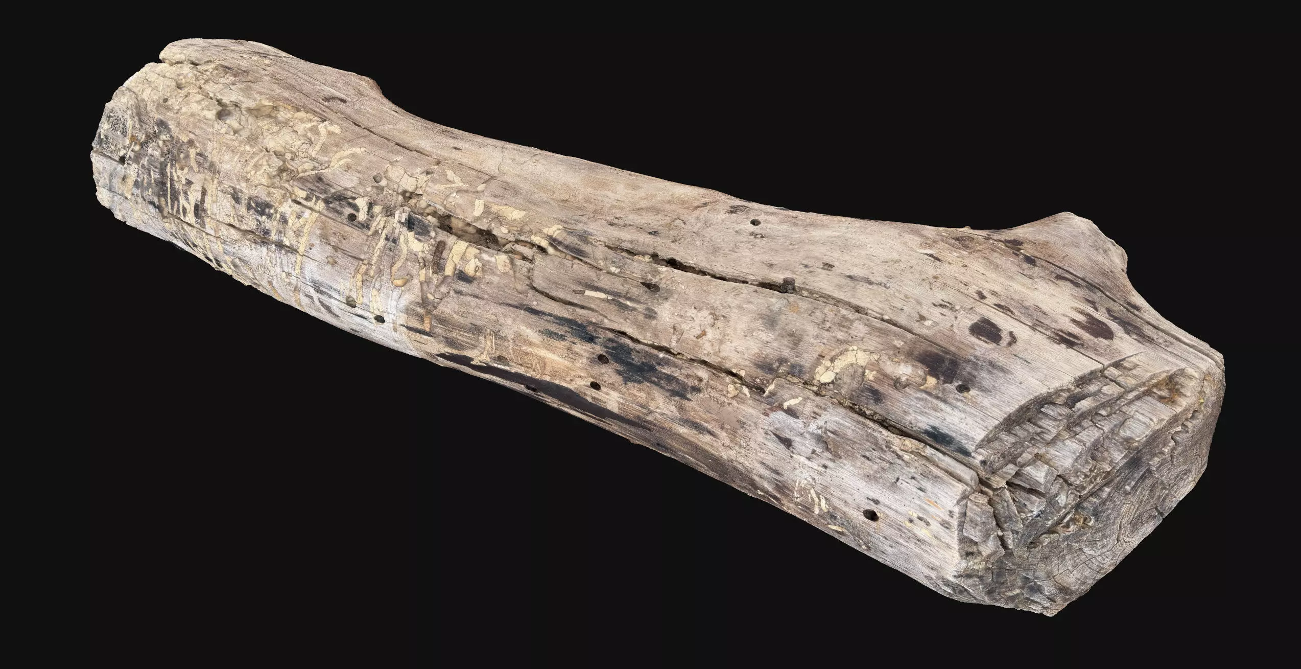 Realistic Cracked tree trunk timber wood 3D Scan in highpoly 3D model_18