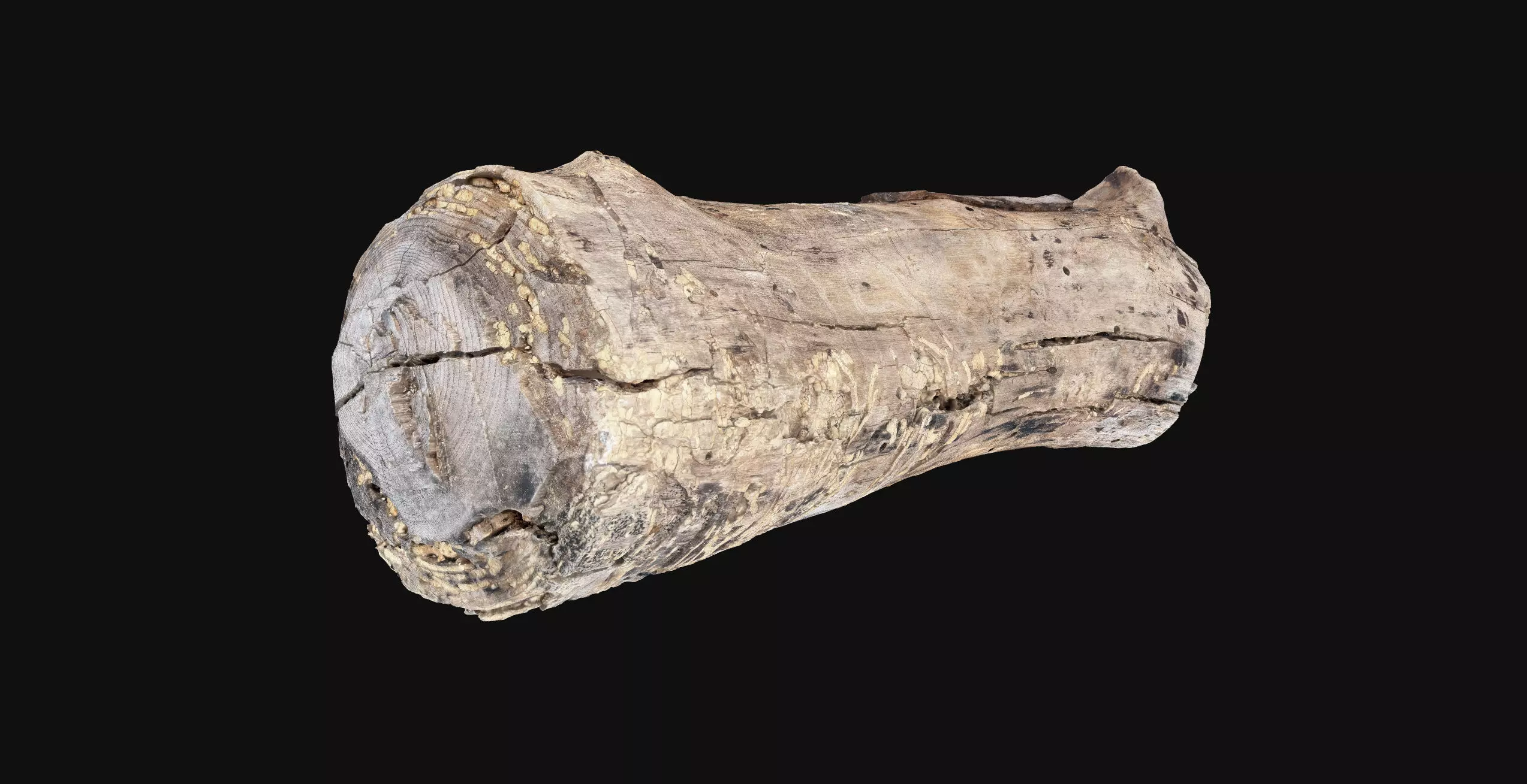 Realistic Cracked tree trunk timber wood 3D Scan in highpoly 3D model_17