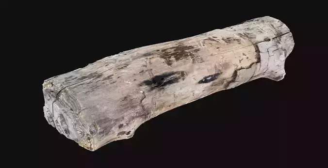Realistic Cracked tree trunk timber wood 3D Scan in highpoly