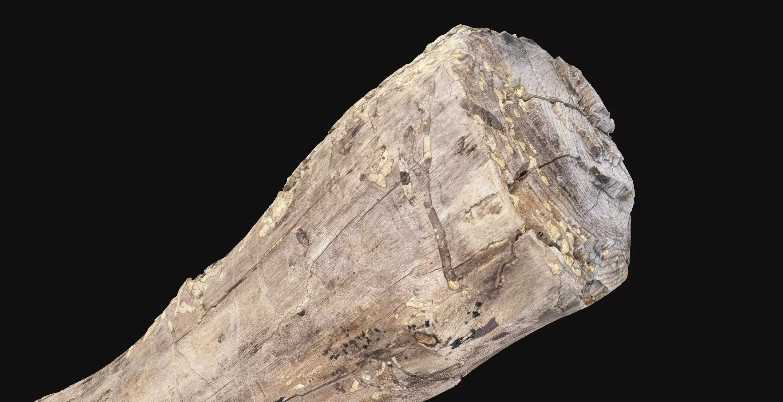 Realistic Cracked tree trunk timber wood 3D Scan in highpoly 3D model_6