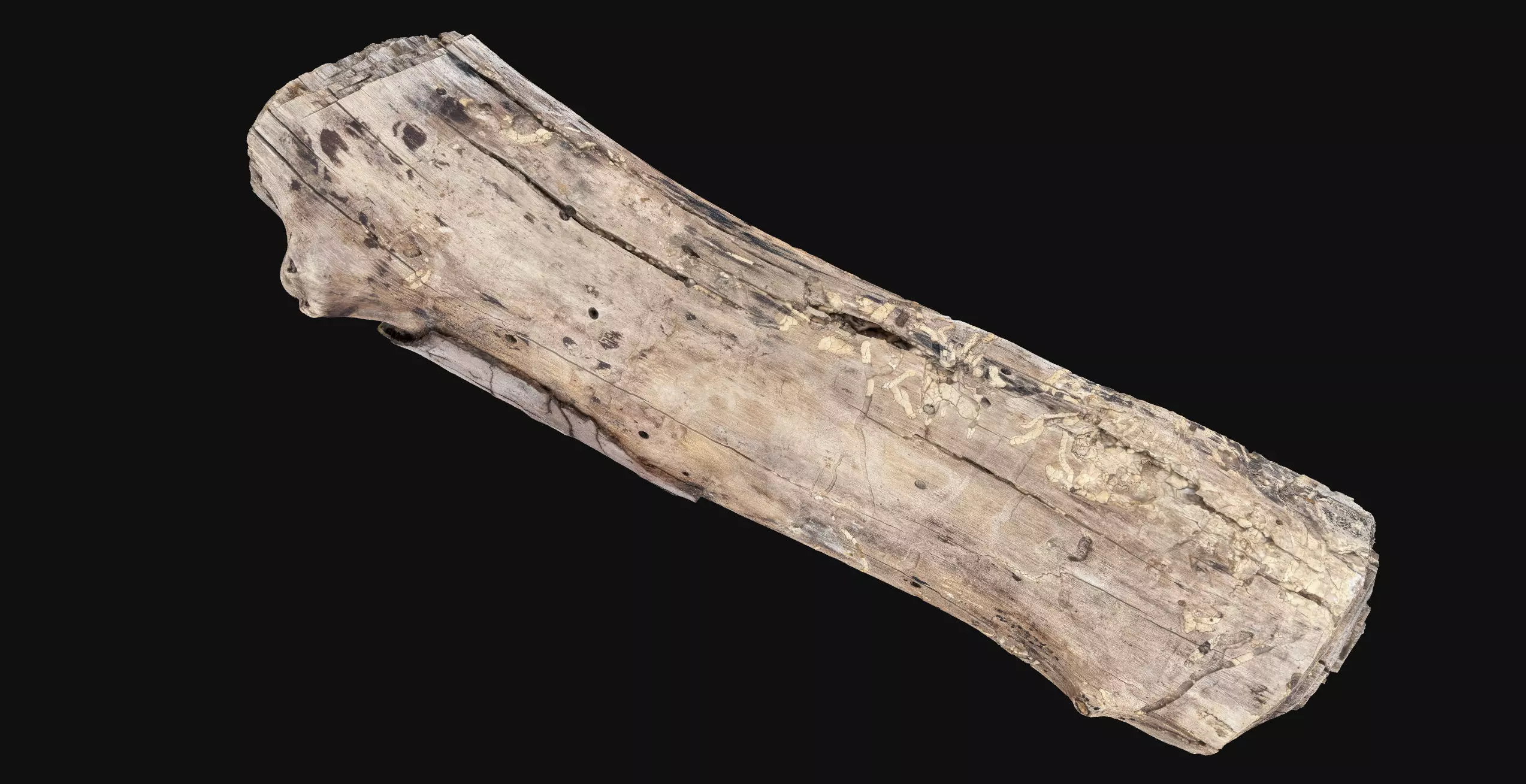 Realistic Cracked tree trunk timber wood 3D Scan in highpoly 3D model_2