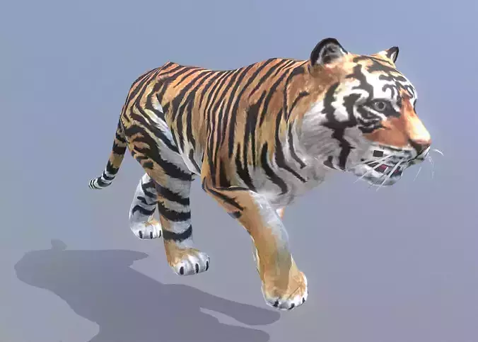YOUNG TIGER  WALKING Fbx Pbr Animated