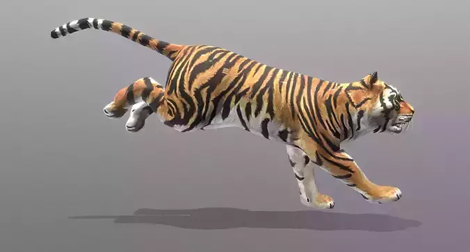 YOUNG TIGER RUNNING Fbx Pbr Animated