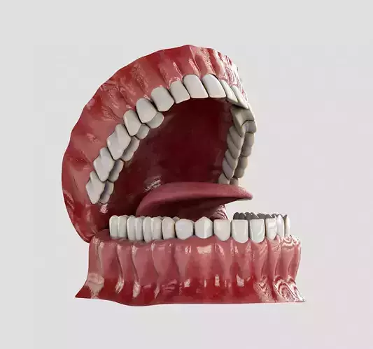 Human Mouth